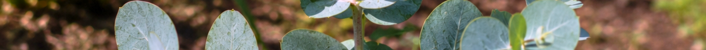 EUCALYPTUS-GUNII-SEEDS