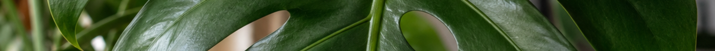 monstera deliciosa