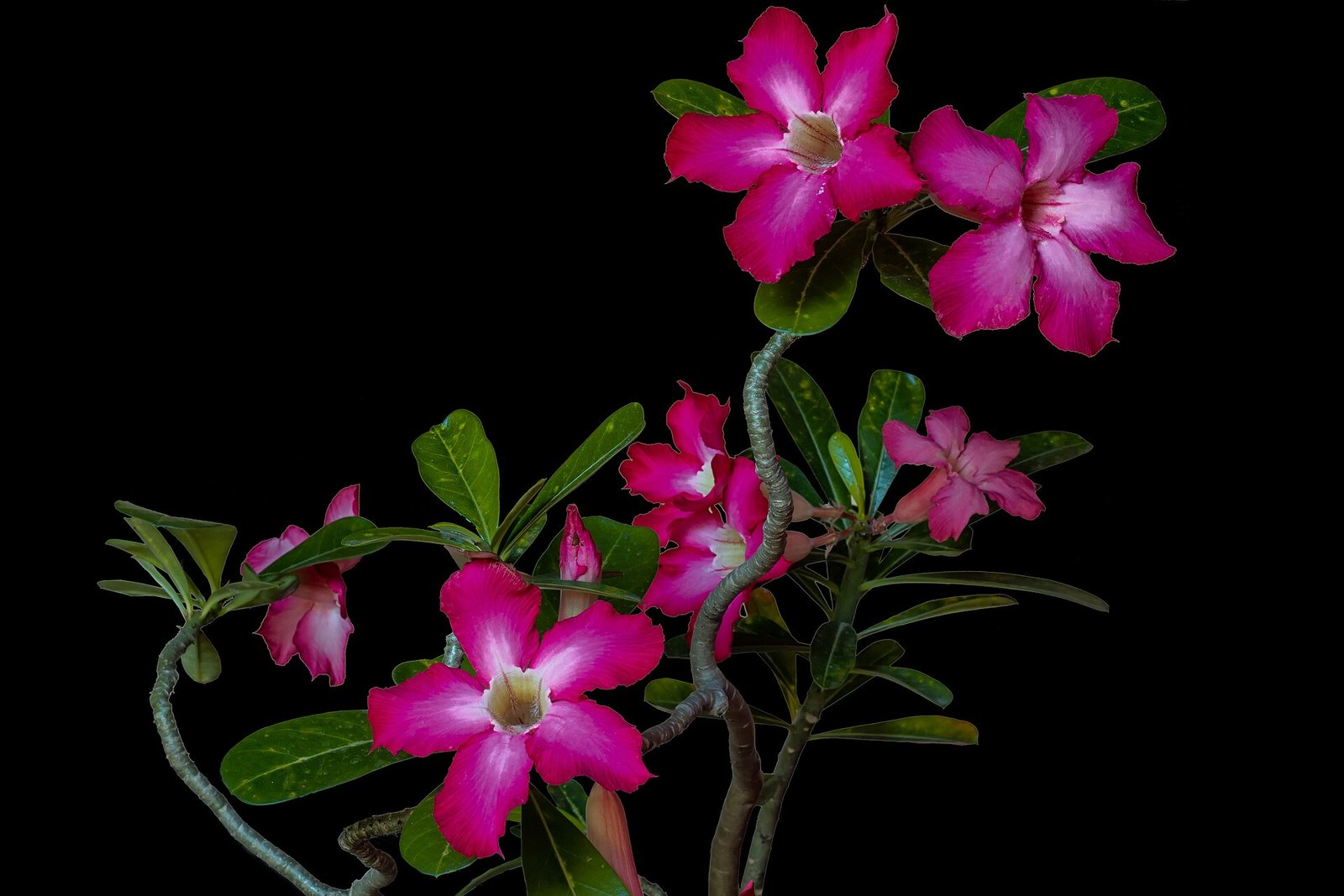 Kwitnąca róża pustyni (Adenium obesum) z różowymi kwiatami na ciemnym tle