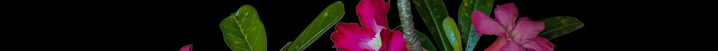 Kwitnąca róża pustyni (Adenium obesum) z różowymi kwiatami na ciemnym tle