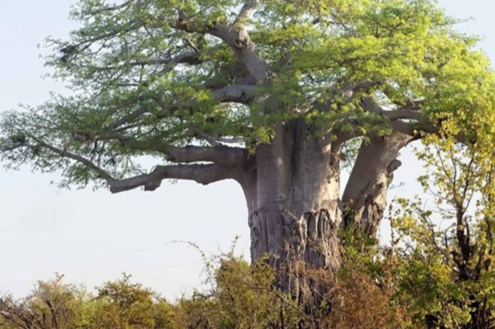 Baobab afrykański (Adansonia digitata) w liściach na sawannie