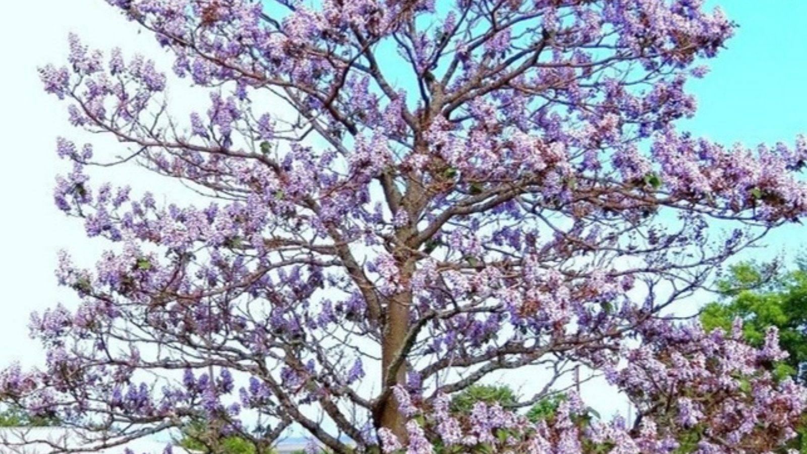 Kwitnąca paulownia — drzewo pokryte fioletowymi kwiatami wiosną
