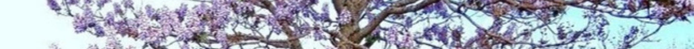 Kwitnąca paulownia — drzewo pokryte fioletowymi kwiatami wiosną