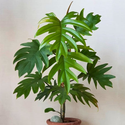 Nasiona Filodendrona Promienistego (Philodendron radiatum)