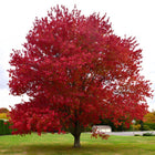 Nasiona Klonu Czerwonego (Acer rubrum)