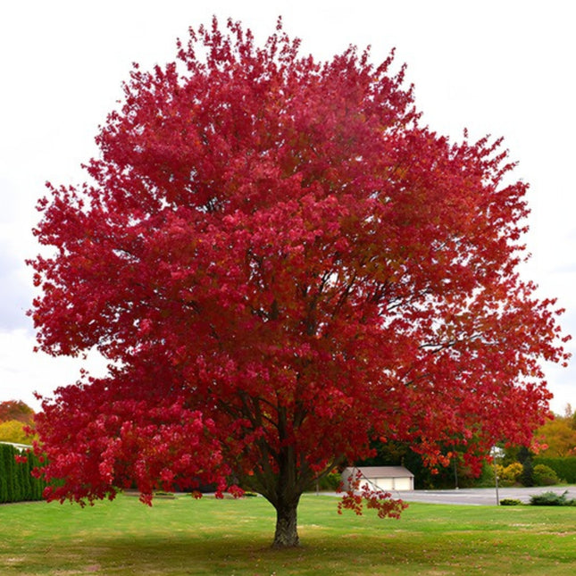 Nasiona Klonu Czerwonego (Acer rubrum)