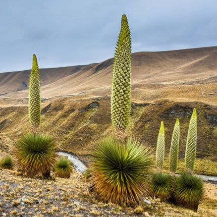 Nasiona Królowej Andów (Puya raimondii)