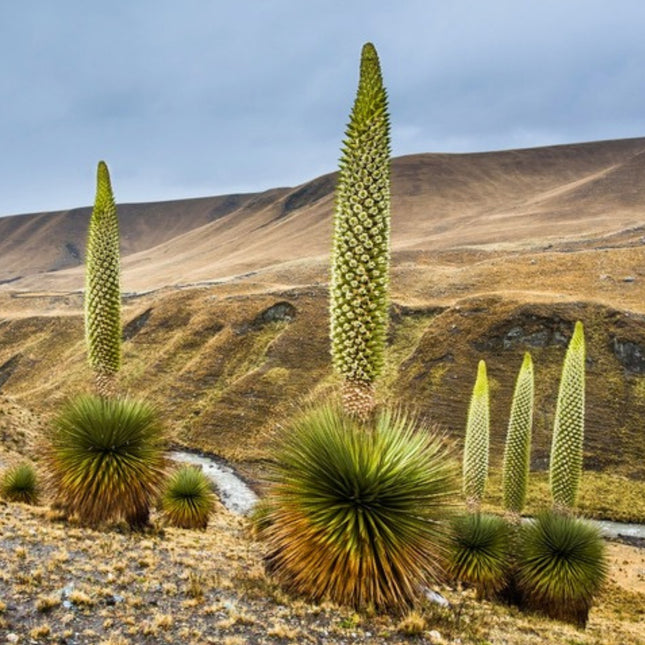 Nasiona Królowej Andów (Puya raimondii)