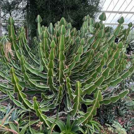 Nasiona Wilczomlecza Coopera (Euphorbia cooperi)