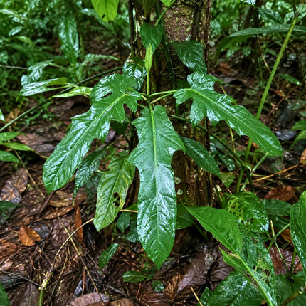 Nasiona Filodendrona Cretosum (Philodendron cretosum)