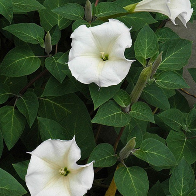 Nasiona Bielunia Indiańskiego (Datura innoxia)