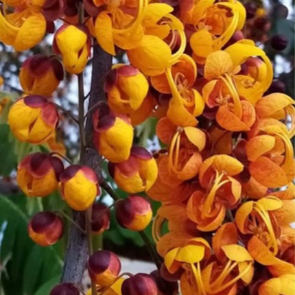 Nasiona Strączyńca Brązowego (Cassia moschata)