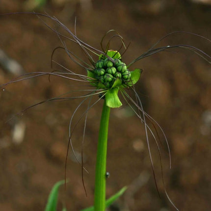 Nasiona Krąpieli Pierzastodzielnej (Tacca leontopetaloides)