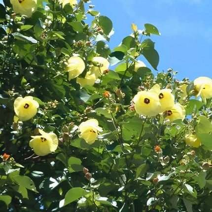 Nasiona Ketmii Lipowatej (Hibiscus tiliaceus)