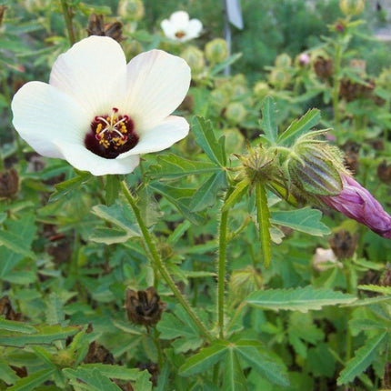 Nasiona Ketmii Południowej (Hibiscus trionum)