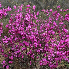 Nasiona Gomfolobium Szorstkiego (Gompholobium scabrum)