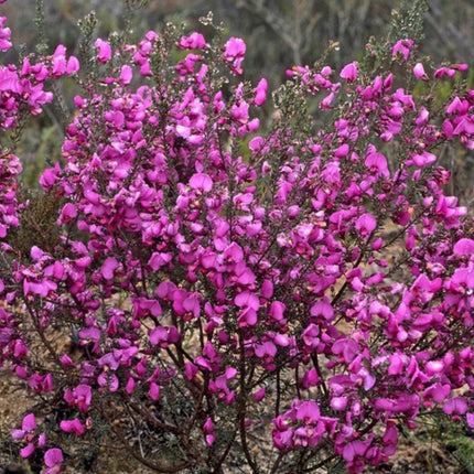 Nasiona Gomfolobium Szorstkiego (Gompholobium scabrum)