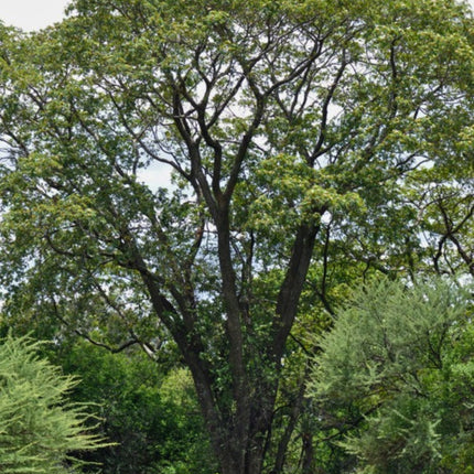 Nasiona Albicji Różnobarwnej (Albizia versicolor)