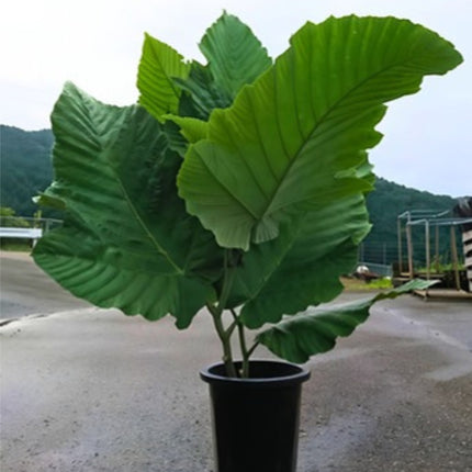 Nasiona Nadłużynu Wielkolistnego (Leea macrophylla)