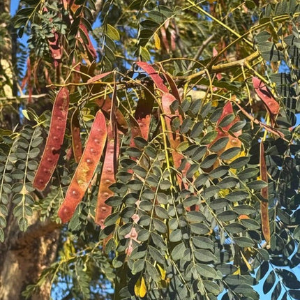 Nasiona Albicji Wysokiej (Albizia procera)