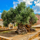 Nasiona Oliwki Europejskiej (Olea europaea)