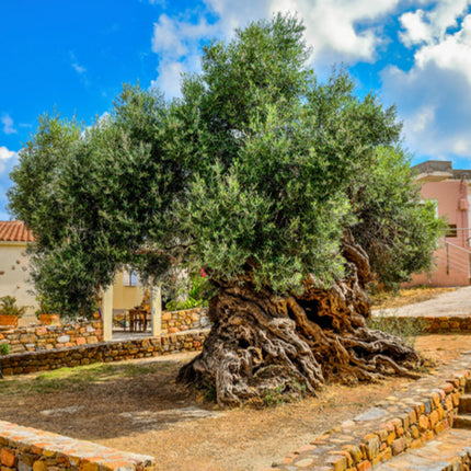 Nasiona Oliwki Europejskiej (Olea europaea)