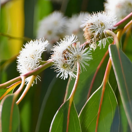 Nasiona Eukaliptusa Błyszczącego (Eucalyptus nitens)