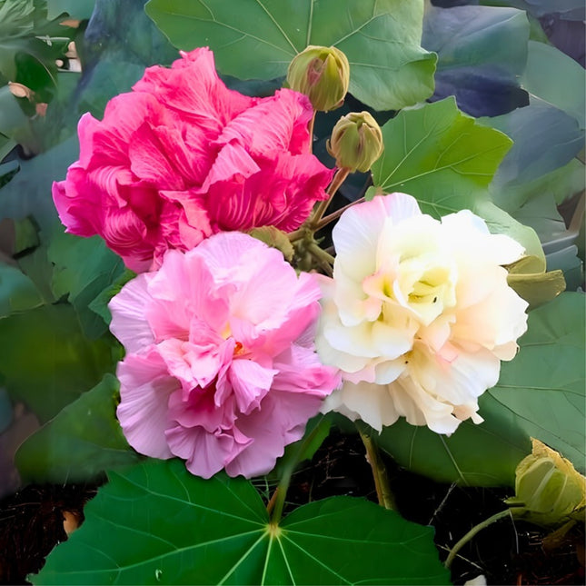 Nasiona Ketmii Zmiennej (Hibiscus mutabilis)