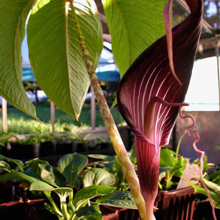 Nasiona Arizemy Okazałej (Arisaema speciosum)