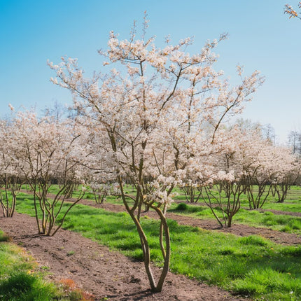 Nasiona Świdośliwy Olcholistnej (Amelanchier alnifolia)