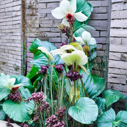 Nasiona Krąpieli Całolistnej (Tacca integrifolia)