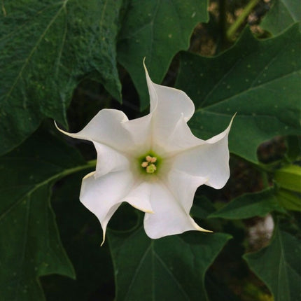 Nasiona Bielunia Surmikwiatu (Datura metel)
