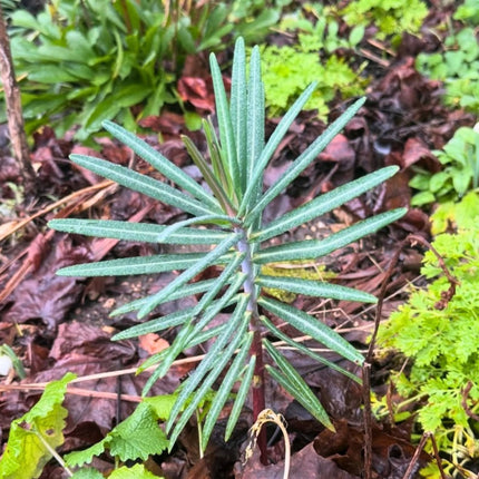 Nasiona Wilczomlecza Groszkowego (Euphorbia lathyris)