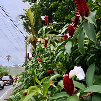 Nasiona Imbirowca Krepowanego (Hellenia speciosa / Costus speciosus)
