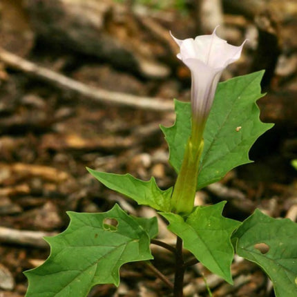 Nasiona Bielunia Dziędzierzawy (Datura stramonium)