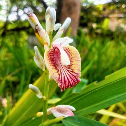 Nasiona Kardamonu Malabarskiego (Elettaria cardamomum)