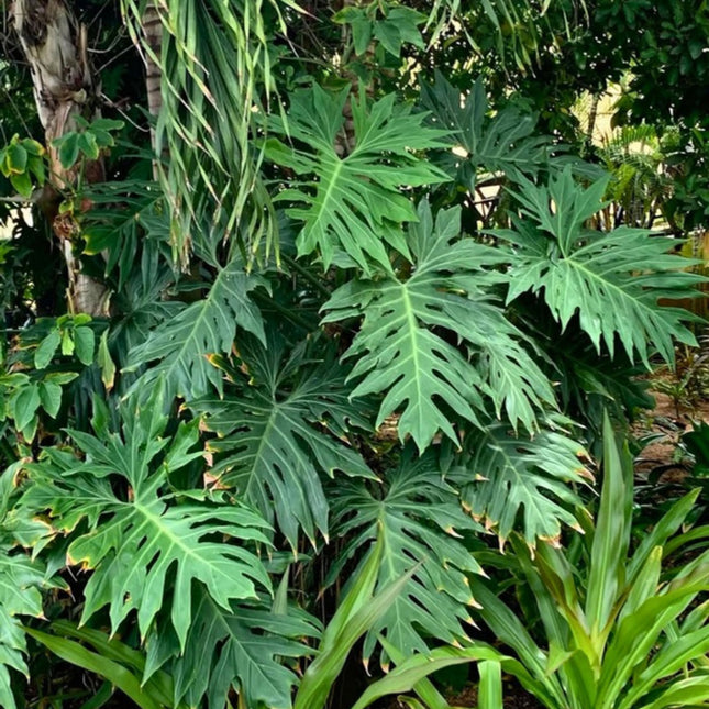 Nasiona Filodendrona Promienistego (Philodendron radiatum)