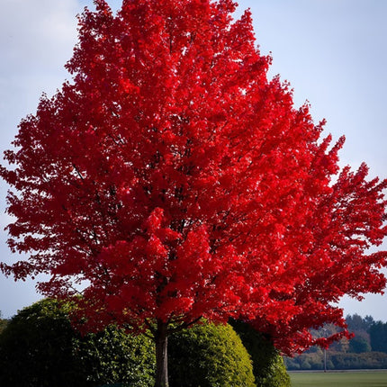 Nasiona Klonu Czerwonego (Acer rubrum)