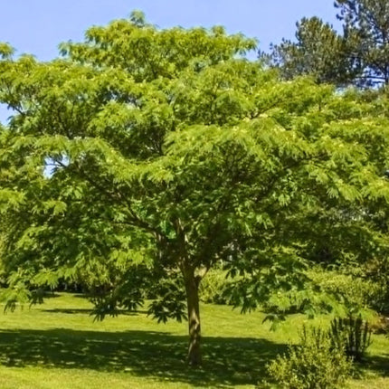 Nasiona Albicji Myriophylla (Albizia myriophylla)