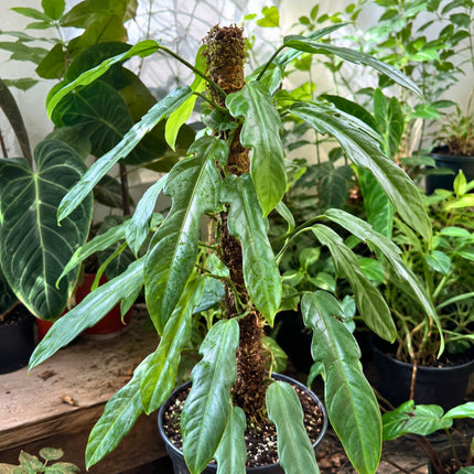 Nasiona Filodendrona Cretosum (Philodendron cretosum)