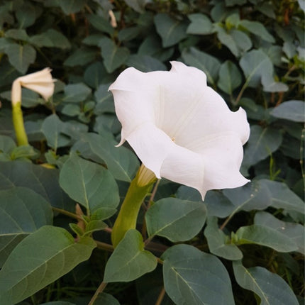 Nasiona Bielunia Indiańskiego (Datura innoxia)