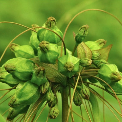 Nasiona Krąpieli Pierzastodzielnej (Tacca leontopetaloides)