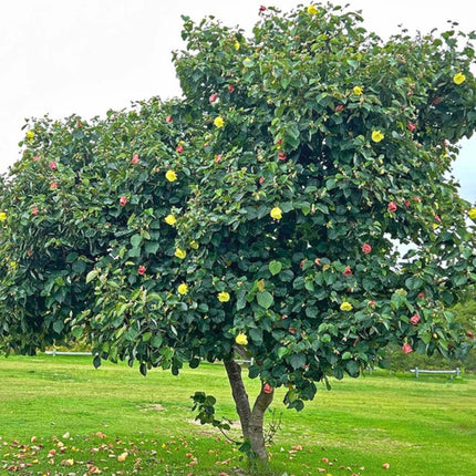Nasiona Ketmii Lipowatej (Hibiscus tiliaceus)