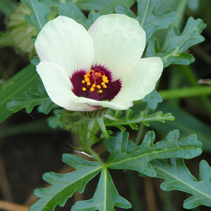 Nasiona Ketmii Południowej (Hibiscus trionum)