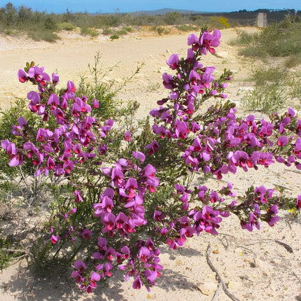Nasiona Gomfolobium Szorstkiego (Gompholobium scabrum)