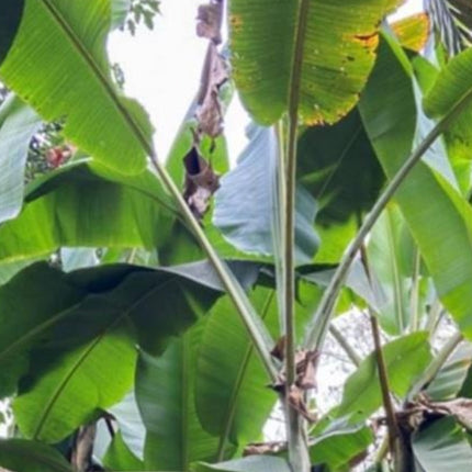 Nasiona Banana Wytrzymałego (Musa sp. 'Jamesonii')