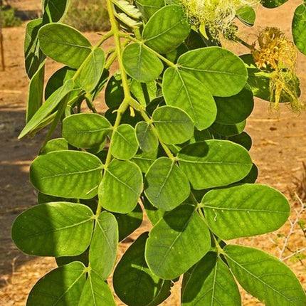 Nasiona Albicji Różnobarwnej (Albizia versicolor)