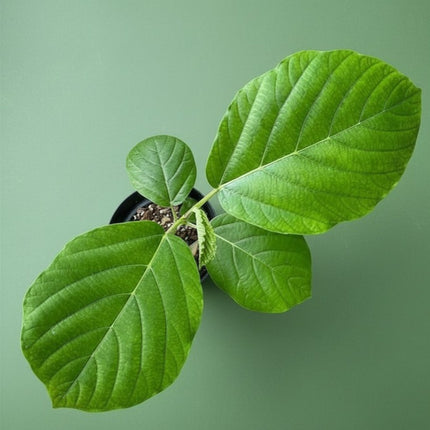 Nasiona Nadłużynu Wielkolistnego (Leea macrophylla)