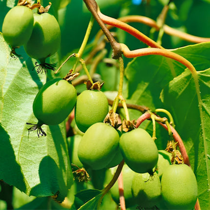 Nasiona Mini Kiwi (Actinidia arguta)