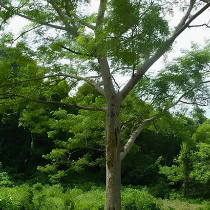 Nasiona Albicji Wysokiej (Albizia procera)